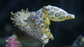   Blue Ringed Octopus Raja Ampat  